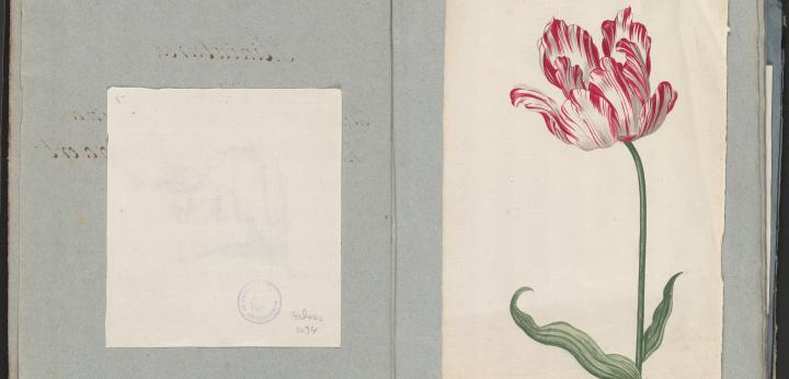 Tulp, tekening door Clasina Radermacher-de Kokelaer, ca 1795. Zeeuws Archief, familie Schorer, inv.nr 1094.